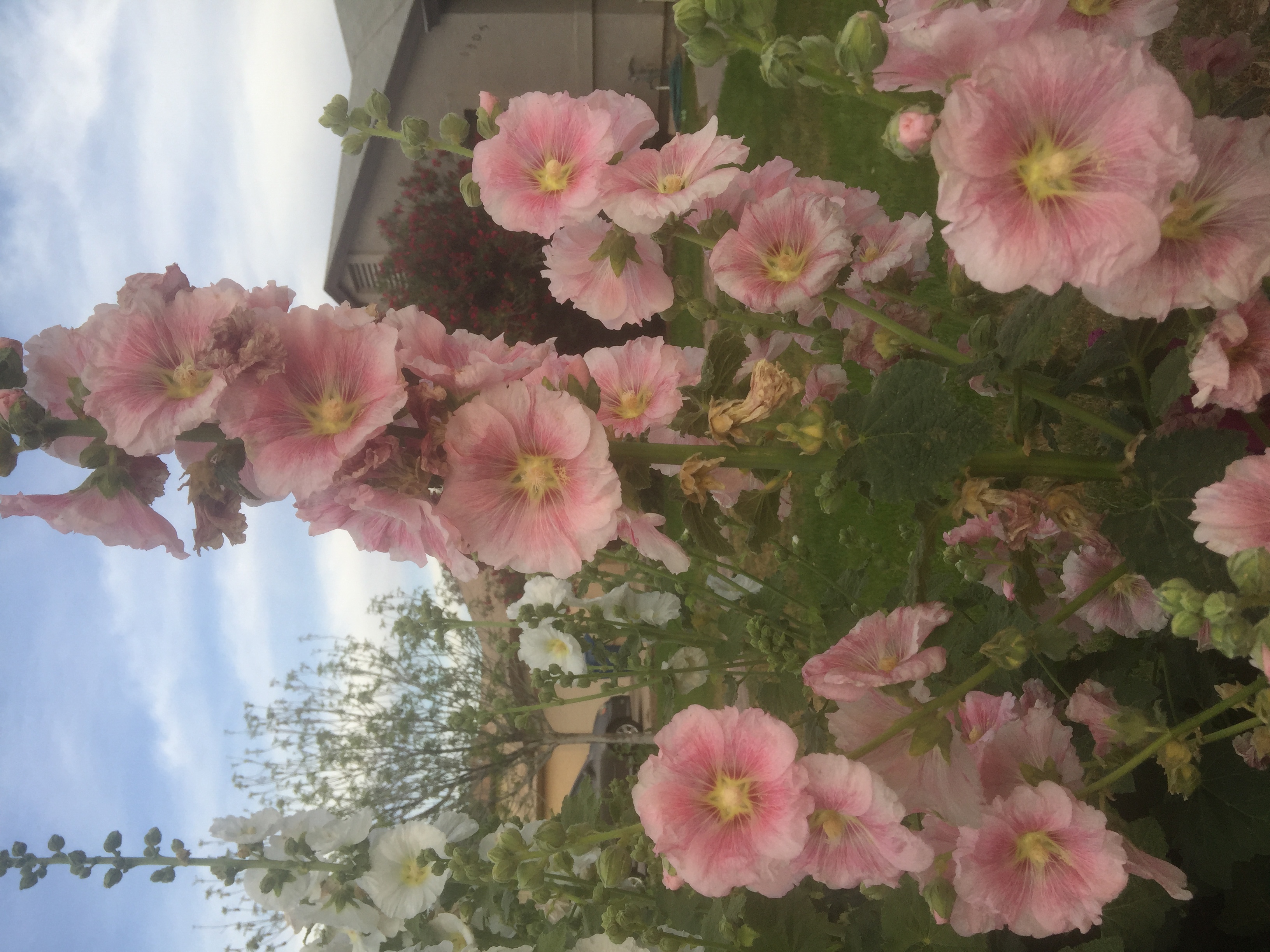 Hollyhocks